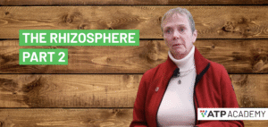 The Rhizosphere, Part 2